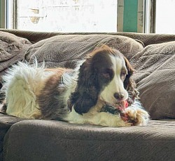 Delilah